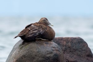 Common eider female