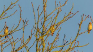 Bohemian Waxwings
