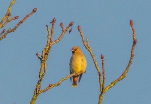 Bohemian Waxwing