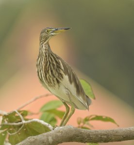 Pond Heron.