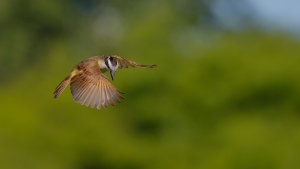 Kiskadee