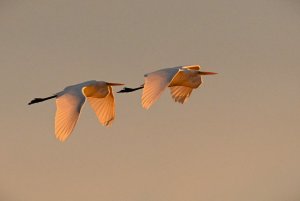 Synchronized Great Egrets