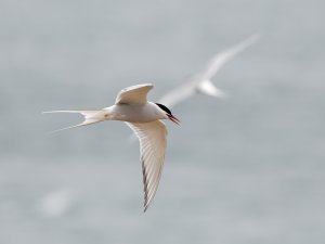 Arctic tern in flight