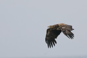 Immature white-tailed eagle