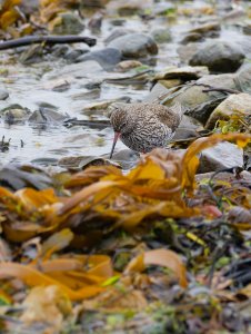 Common redshank