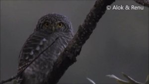 Raptor-202 : Collared Owlet showing false eyes : Amazing Wildlife of India by Renu Tewari and Alok Tewari