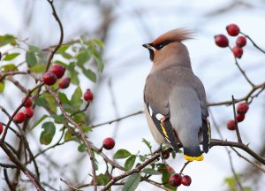 Bohemian waxwing