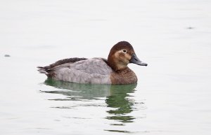 Female Common Pochard