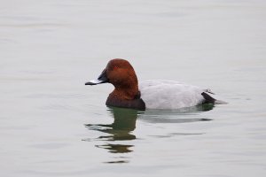 Male Common Pochard