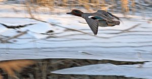 Common teal