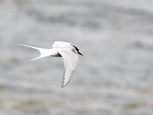 Arctic tern in flight