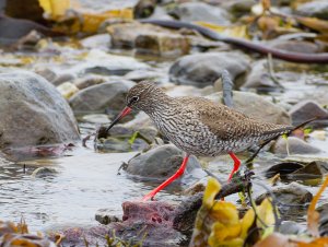 Common redshank