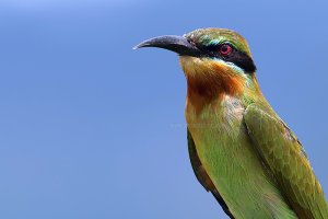 Blue-tailed Bee-eater in Penang Malaysia