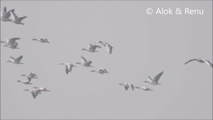 Lakescape-993 : Greylag Symphony in air : Amazing Wildlife of India by Renu Tewari and Alok Tewari