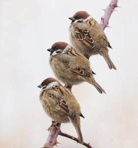 Tree Sparrows