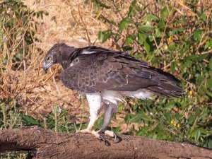 Martial Eagle