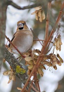 Hawfinch