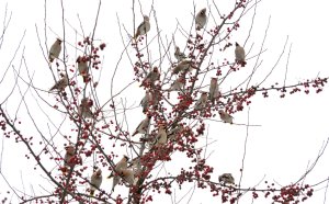 Waxwings feeding on a  hawthorn tree