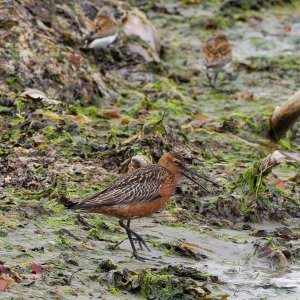 Male bar-tailed godwit