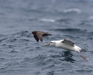 White-capped Albatross and Flesh-footed Shearwater