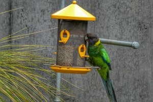 Australian Ring necked Parrot