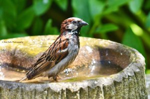 House Sparrow 6405.jpg