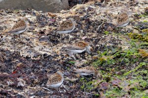 Dunlins