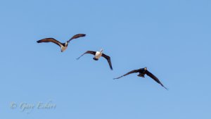 Straw-necked Ibis, Great Cormorant, Pied Cormorant