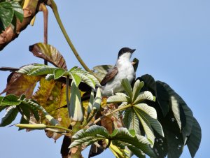 Southern Fork-tailed Flycatcher