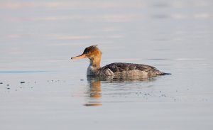 Red-breasted Merganser