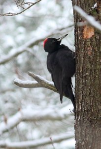 Black woodpecker