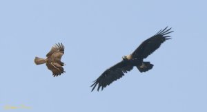 Imperial Eagle vs Black kite