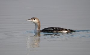 Black-throated Diver