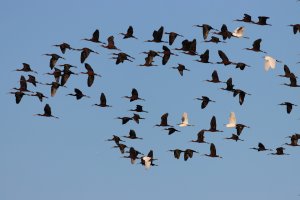 ibises and egrets