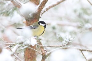 Great tit