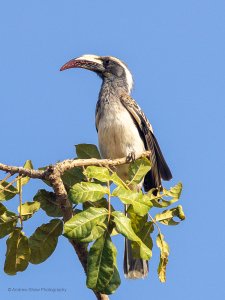 African Grey Hornbill