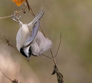 Carolina Chickadee