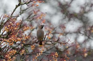 waxwing(another)