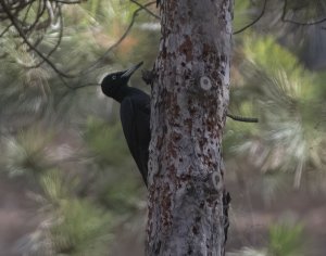 Vagrant Black Woodpecker