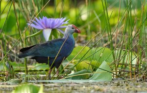 Purple Swamp Hen.