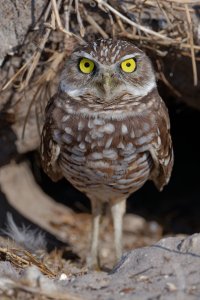 Quite cross Burrowing Owl