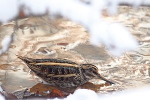 Jack snipe