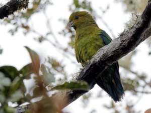 Indigo-winged ("Fuertes") Parrot