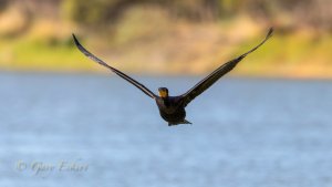 Great Cormorant