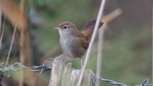 cetti's warbler