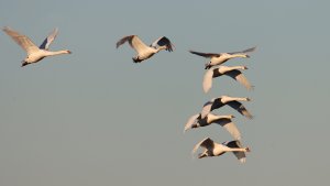 mute swans