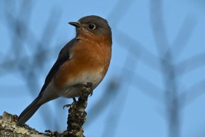 Eastern Bluebird