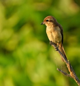 Brown Shrike in the evening sun .