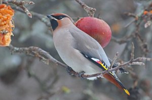 Smooth operator....Waxwing