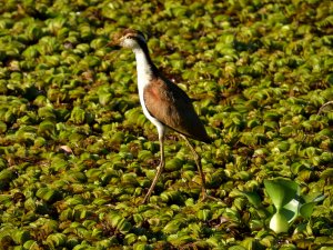 Wattled Jacana (juvenile)